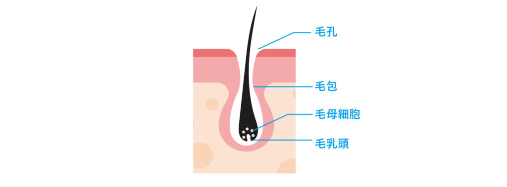 毛髪の構造