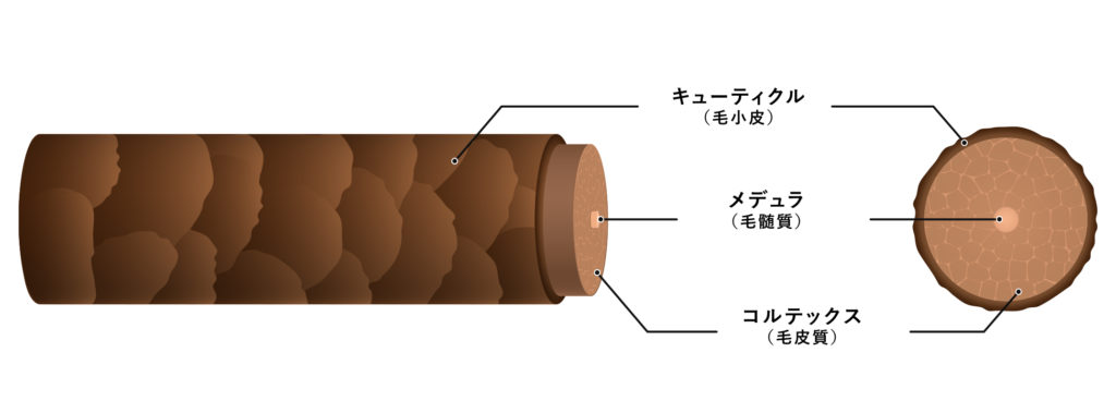 毛髪の断面