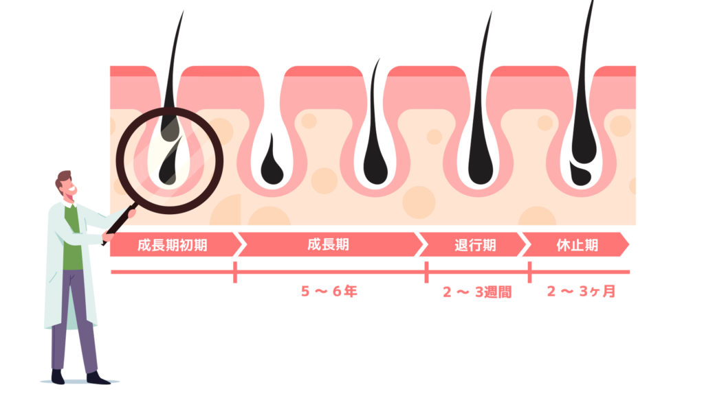 毛周期と脱毛